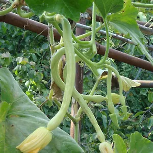 I Girasoli , Vintimille Italie